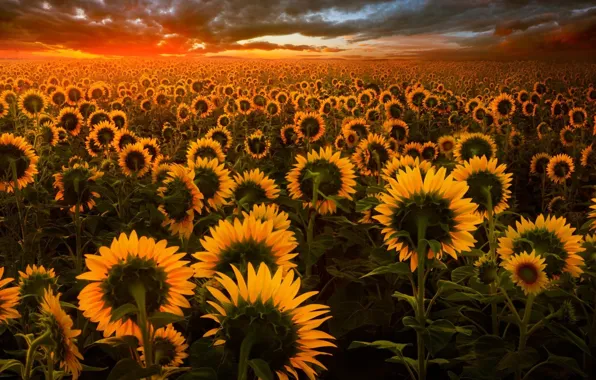 Picture field, sunset, nature, sunflower, the evening, art, Adrian Borda