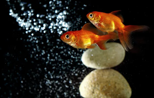 Water, stones, Gold fish