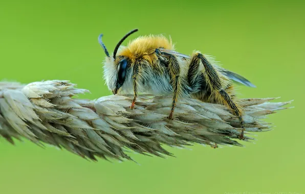 Picture nature, plant, ear, insect