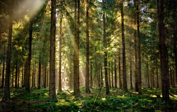 Picture forest, rays, light, nature
