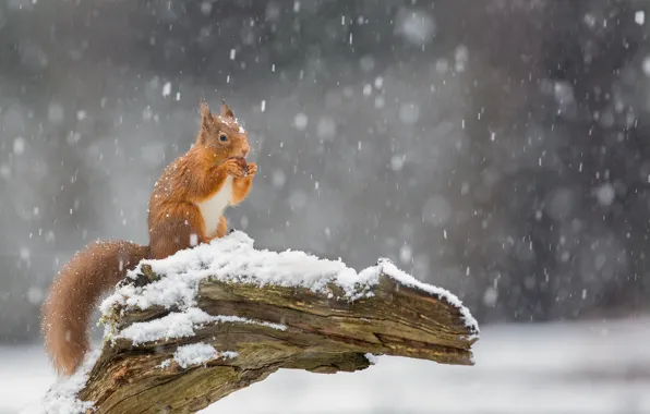 Winter, look, snow, nature, pose, stump, legs, walnut