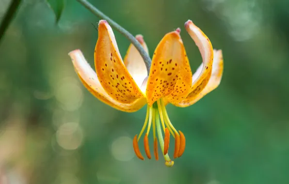 Flower, Lily, petals, stamens