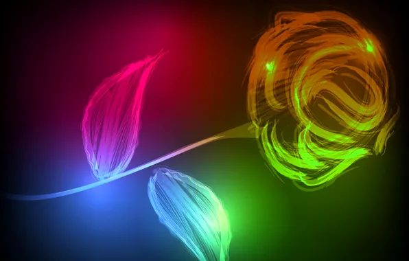 Picture flower, light, line, abstraction, figure, rose