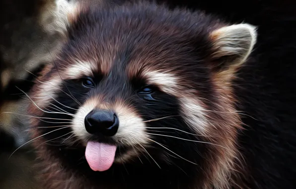 Picture face, raccoon, language