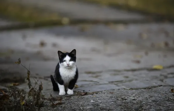 Picture cat, background, street