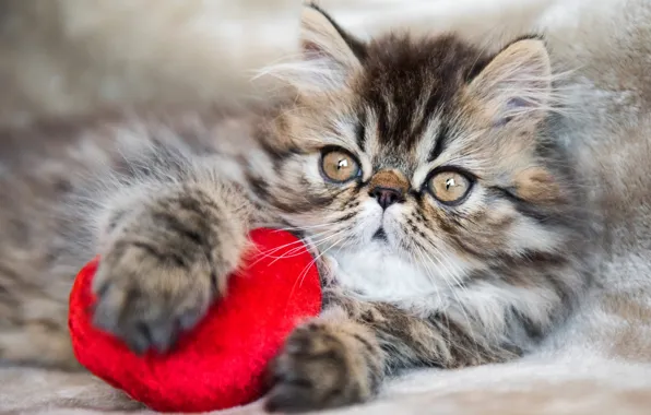 Cat, look, kitty, grey, toy, heart, portrait, legs