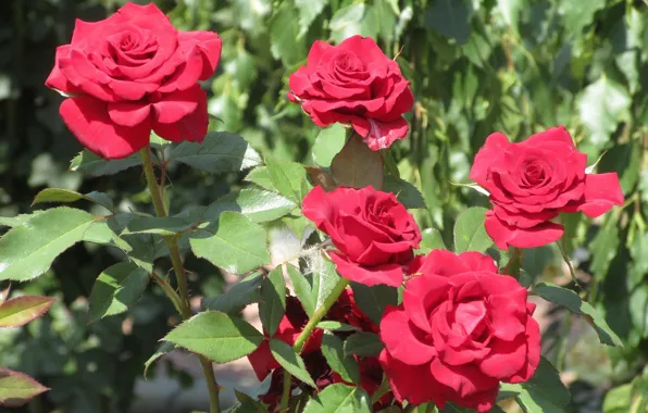 Bush, roses, fluff, red roses, Meduzanol ©, summer 2018