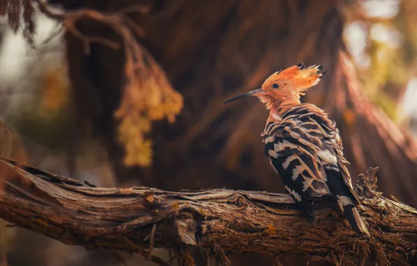 Leaves, light, branches, tree, bird, bokeh, hoopoe