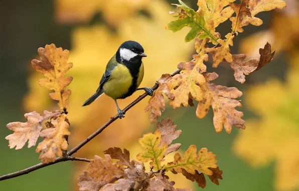 Picture leaves, background, bird, branch, oak, tit
