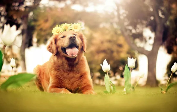Picture language, flowers, nature, each, dog, tulips, white, wreath