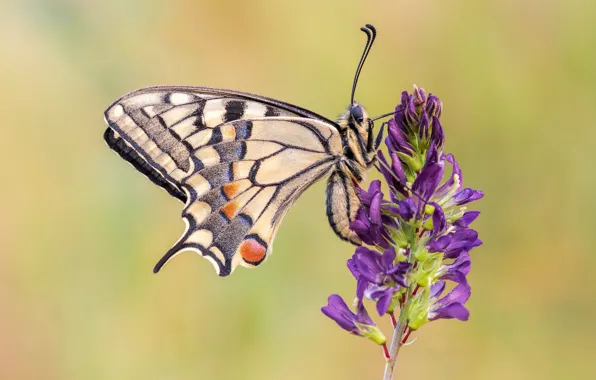 Flowers, butterfly, swallowtail