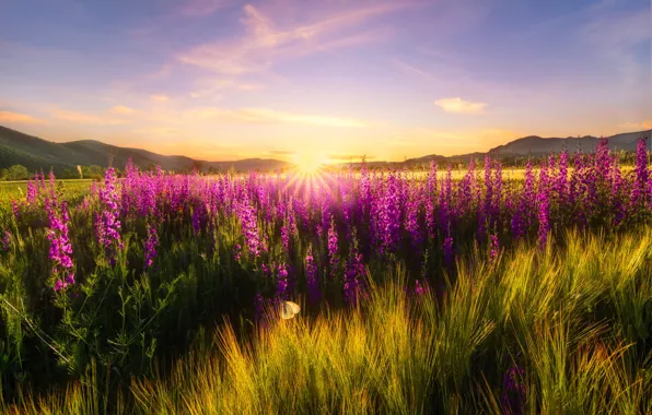 Field, summer, the sky, the sun, clouds, rays, light, sunset