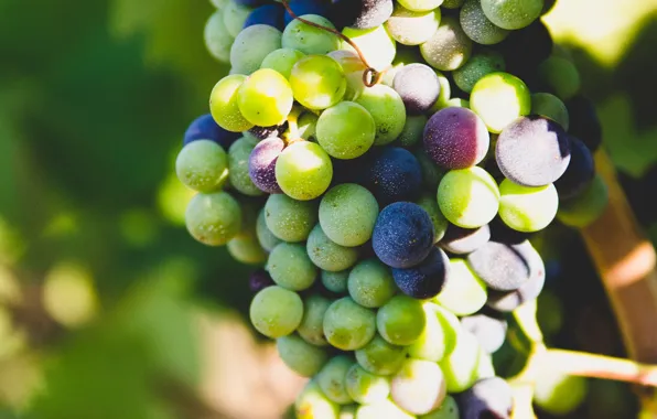 Light, berries, grapes, bunch, different