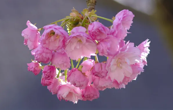 Macro, cherry, background, flowering, flowers