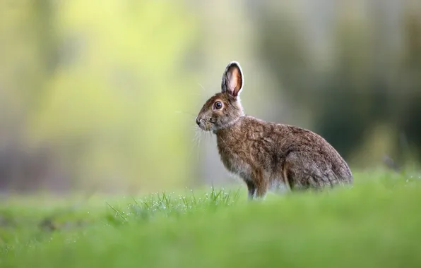 Grass, look, Rosa, grey, glade, hare, Bunny