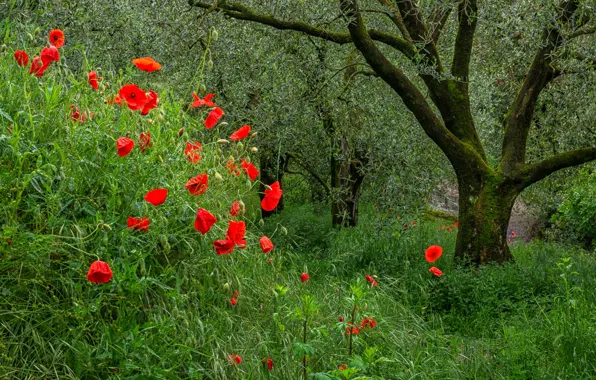 Greens, summer, grass, trees, flowers, branches, red, Park