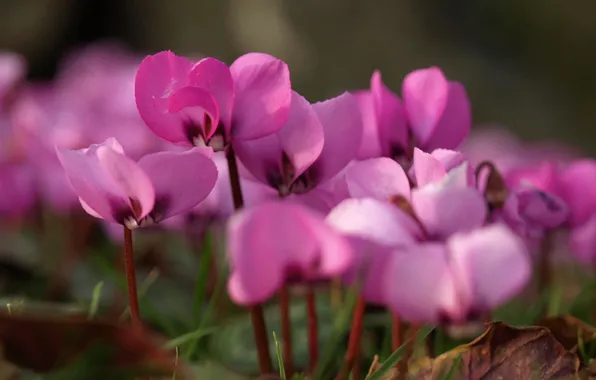 Picture flowers, tenderness, pink, primrose, tsiklomen, spring flower