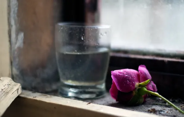 Flower, glass, rose, window