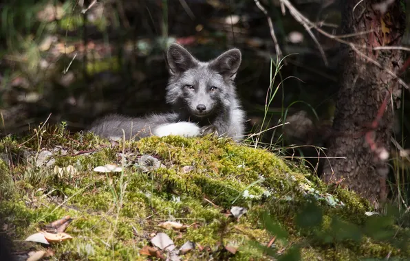 Forest, leaves, trees, grey, lies, Fox, looks