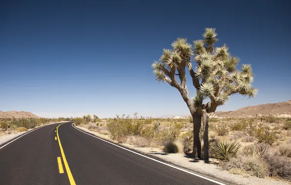Picture road, desert, wild America