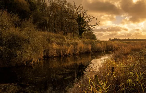 Landscape, river, morning