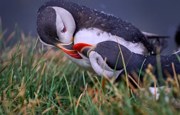 Grass, bird, tenderness, beak, Stalled, Boris Bekelman