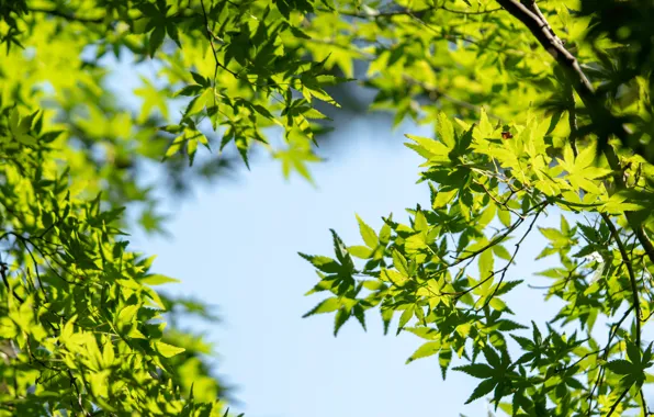 Picture the sky, leaves, the sun, green, maple, sky, leaves, maple