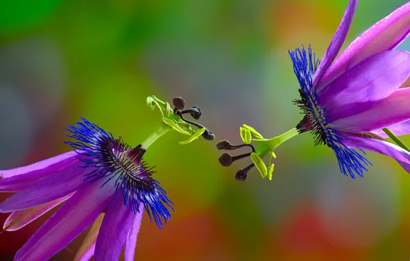 Picture background, petals, Duo, Passionflower