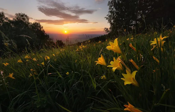 Forest, summer, grass, the sun, landscape, sunset, flowers, nature