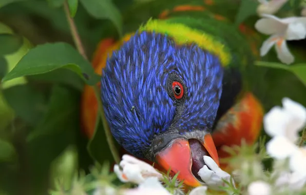 Flowers, tree, bird, beak, parrot