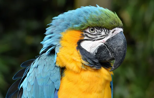 Look, bright, background, bird, portrait, parrot, Ara