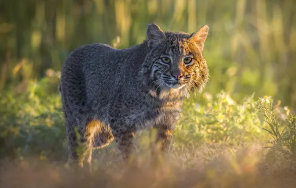 Look, light, walk, lynx