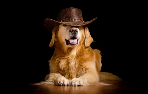 Picture dog, hat, black background