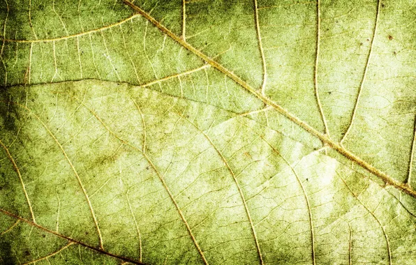 Picture leaves, green, background, texture