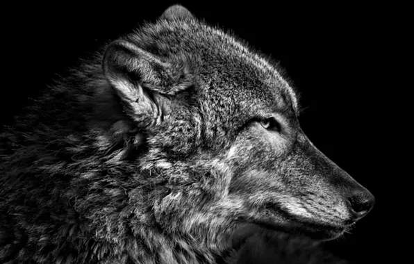 Nature, predator, animal, wolf, wildlife, portrait, portrait., Canis lupus. face