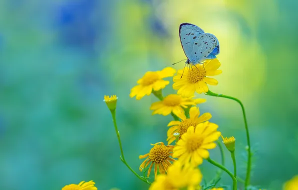 Summer, flowers, background, butterfly, minimalism, yellow flowers