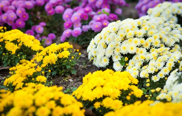 Summer, flowers, yellow, garden, white, flowerbed, the bushes, chrysanthemum