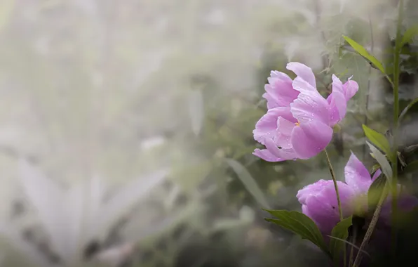 Leaves, drops, flowers, background, spring, garden, pink, bokeh