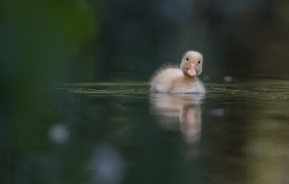 Picture water, duck, duck, baby, floats