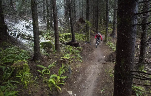 Forest, nature, sport, cyclist, mountain bike