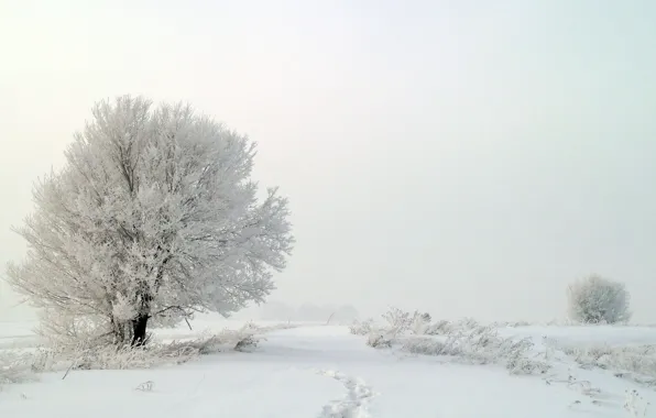 Picture winter, snow, trees, fog