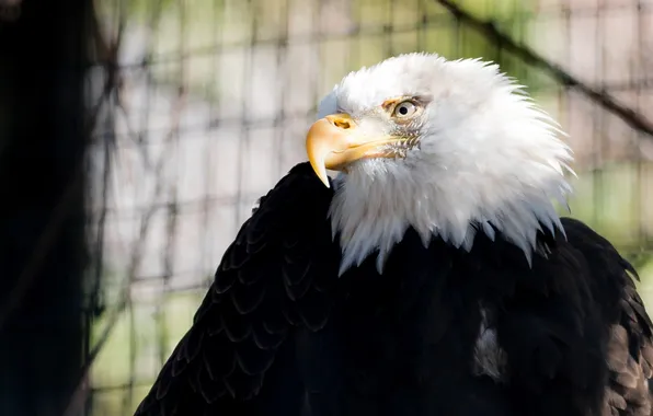 Bird, predator, beak, contrast, zoo, tail, bald eagle