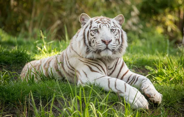 Picture cat, grass, white tiger