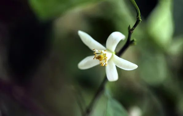 White, flower, macro, branch