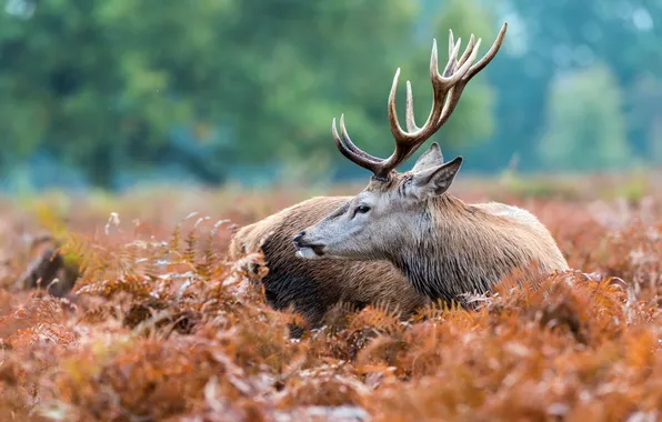 Nature, background, deer