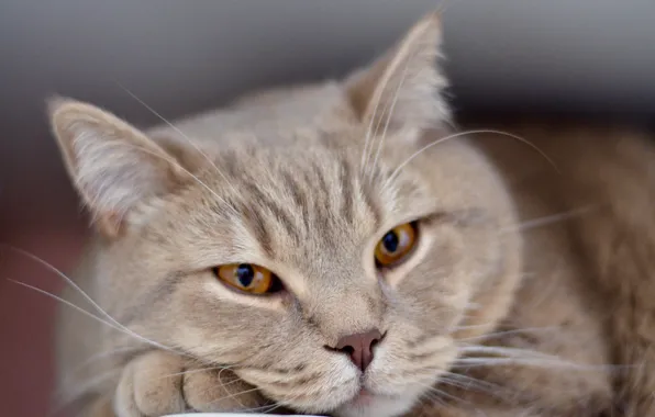 Sadness, eyes, cat, loneliness, sadness, waiting, face, sad