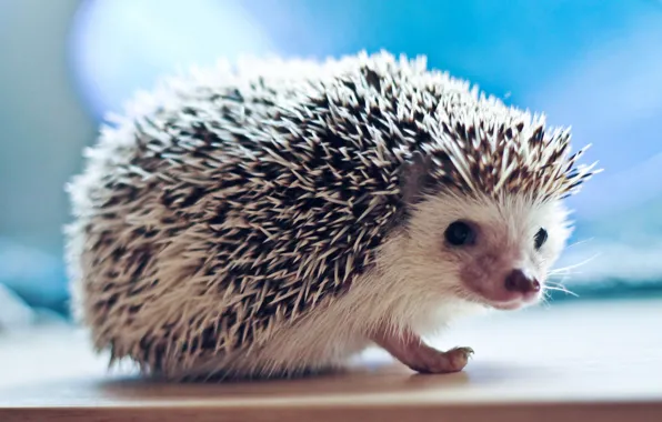 Look, needles, hedgehog, hedgehog