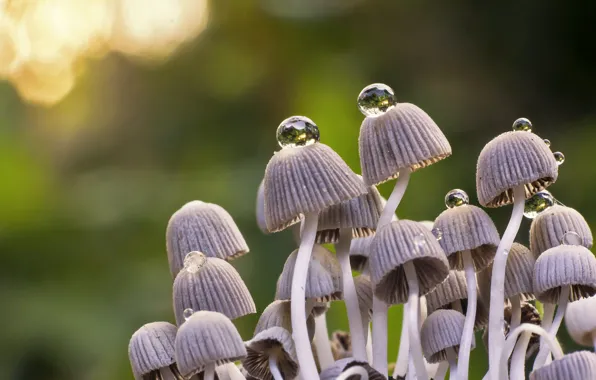 Drops, nature, mushrooms, mushroom, family