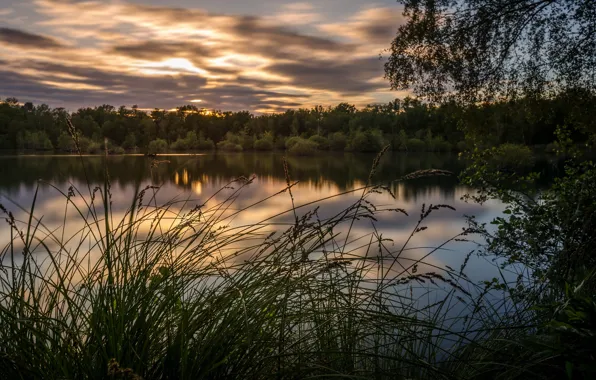 Picture forest, summer, lake