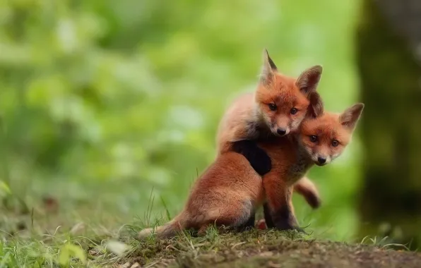 Fox, play, look, two brothers, cubs